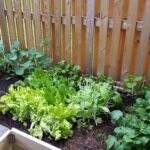 Herbal Gardening: The Benefits of Organic Soil and Homegrown Herbs